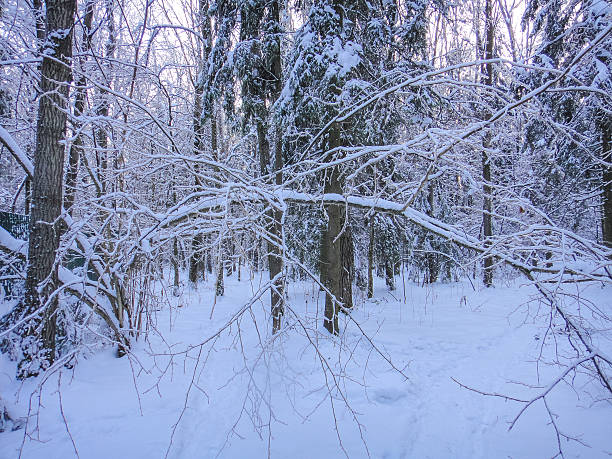 istock Winter magic forest. Christmas snowy atmosphere 639793786