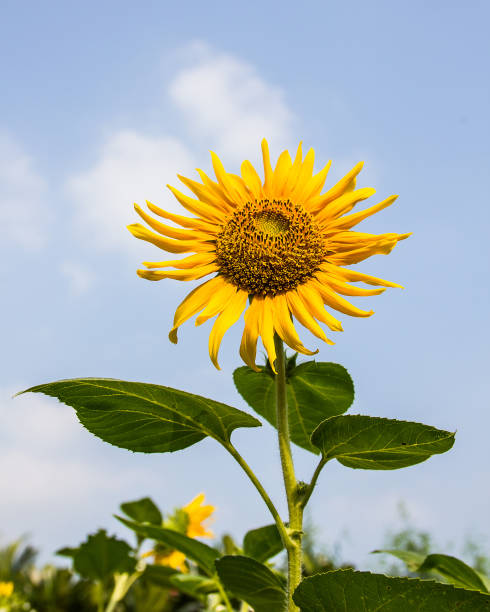 istock sunflower and blue sky 639794956