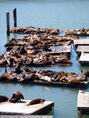 lots of Sea Lions rest near Pier 39 in San Francisco looking super cute.