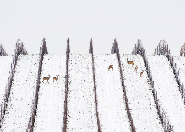 cervi e caprioli in inverno in vigna - schneelandschaft foto e immagini stock