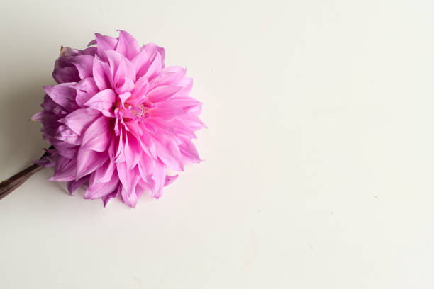 istock Pink dahlia from above 639796280