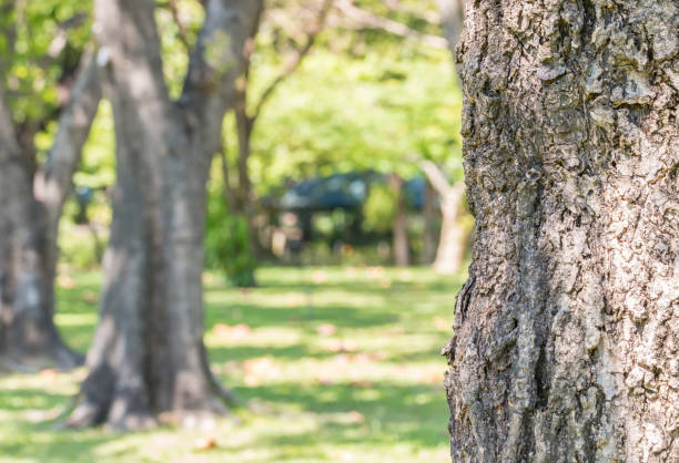 istock Tree trunk, name: Silver trumpet tree, Tabebuia aurea. 639796458