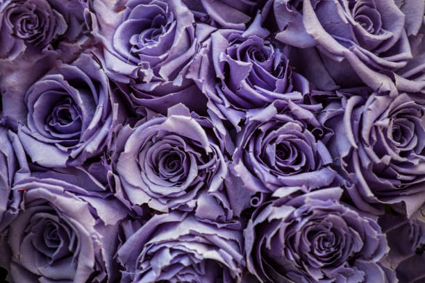 istock Rose flowers background - Stock image 639796756