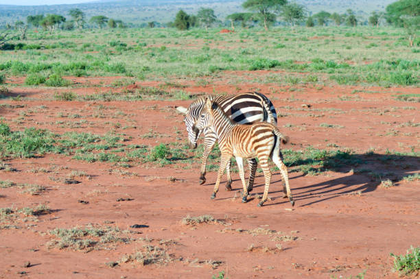zèbre et son petit - zebra africa wildlife nature photos et images de collection