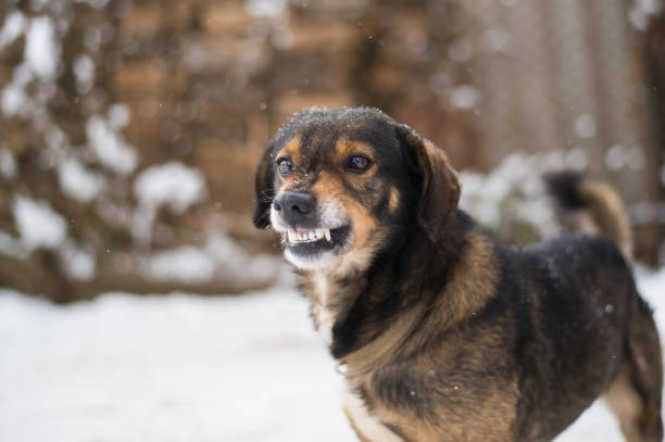 agresivos, se enojan perro - gruñir fotografías e imágenes de stock