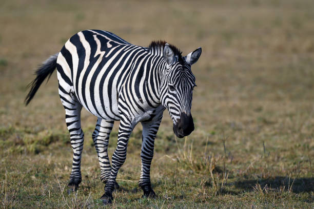 istock herd of zebra 639797054