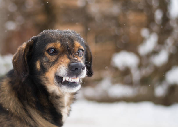 Aggressive, angry dog stock photo