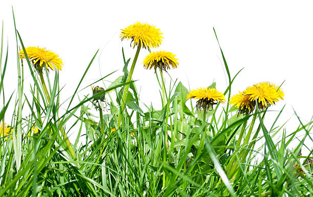 istock Dandelion flowers. 639797102