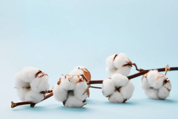 White cotton flowers on blue background.