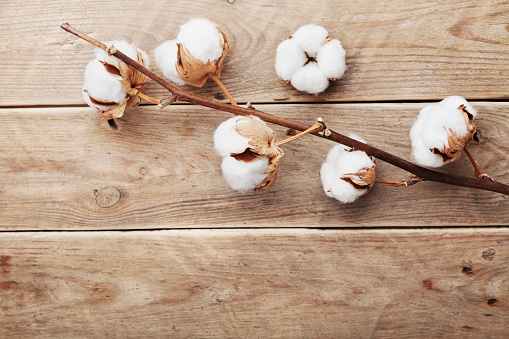 Beautiful white cotton flowers on rustic wooden table from above, flat lay.