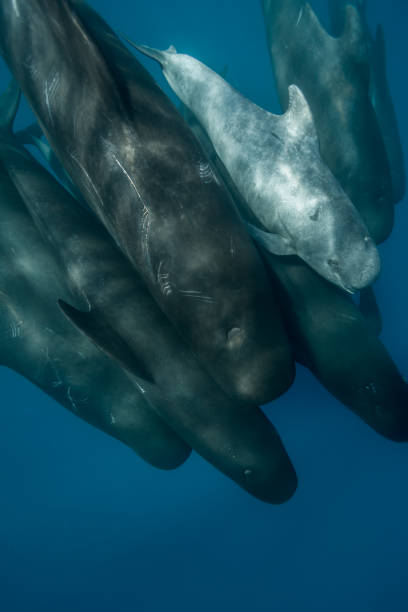 Long finned pilot whale pod and calf, straits of Gibraltar, stock photo