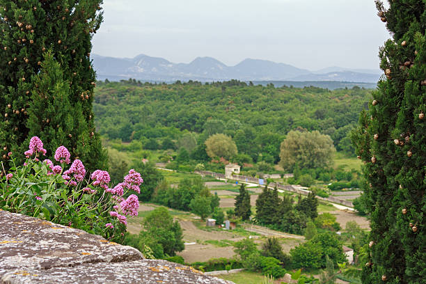 Picturesque Provence: View from Grignan into the landscape of Drome Focus on the flowers(vervains) in the foreground, framed by two Thuja trees. The landscape is blurred in the background, usable as copy space.  Location: The french village Grignan - a picturesque village and travel destination in the departement Drome Provencale. 80 km north of Avignon. 180 km south of Lyon. In proximity to Montelimar, Bollene, Orange. drome stock pictures, royalty-free photos & images