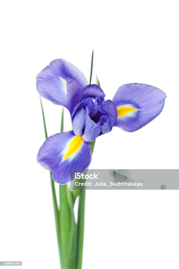 Flor De Iris Aislada Sobre Fondo Blanco Hermosa Planta De Primavera Foto de  stock y más banco de imágenes de Amarillo - Color - iStock