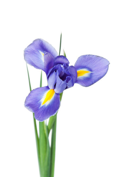 istock Iris flower isolated on white background, beautiful spring plant. 639800314