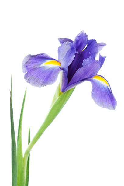 istock Iris flower isolated on white. Macro. 639800386