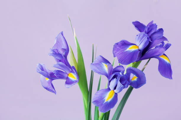 поздравительная открытка с весенними цветами радужной оболочки глаза. - flower purple macro bud стоковые фото и изображения