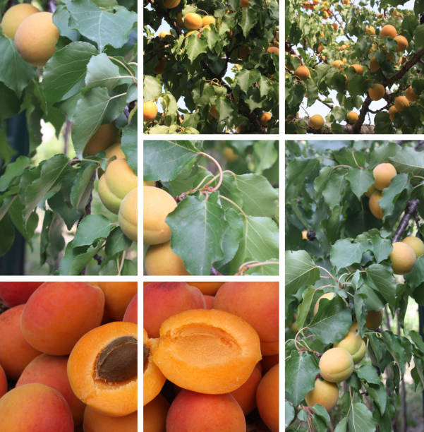 istock Apricot - Apricots of Provence 639800770