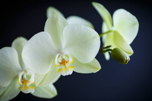 istock branch beautiful white orchid 639801442