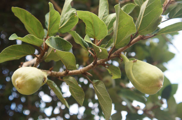 istock green immature fruit on a tree branch, background 639802920