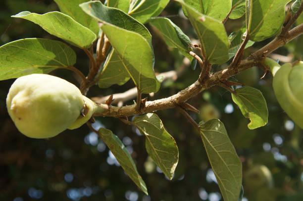 istock green immature fruit on a tree branch, background 639802974