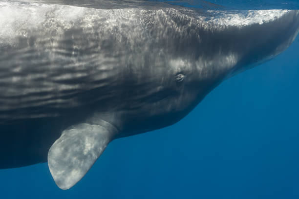 istock Sperm Whale (Physeter macrocephalus) Close up, Sri Lanka 639803036