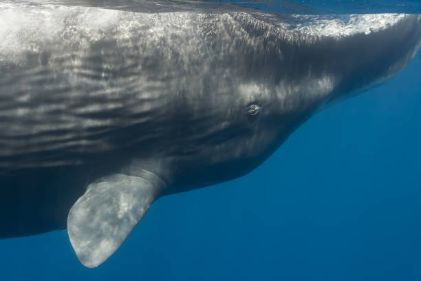 Sperm Whale (Physeter macrocephalus) Close up, Sri Lanka stock photo