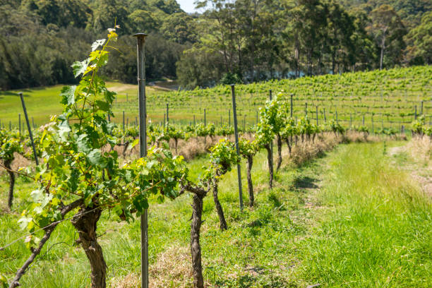 istock Tilba old village in Australia 639804042