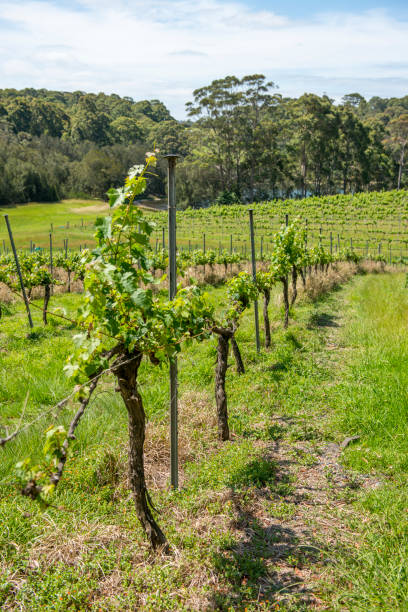 istock Tilba old village in Australia 639805446