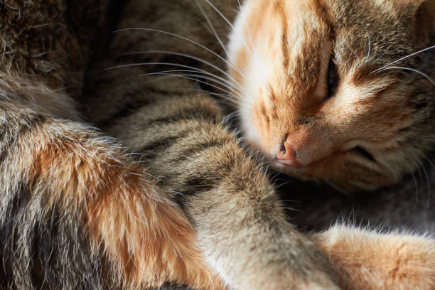 istock european cat 639805960