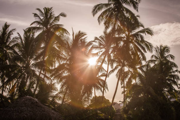 istock Palms with atmosphere in sunset 639806962