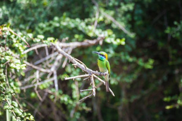 istock Birds in Yala National Park 639808154