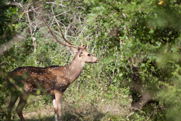 istock Deer in Yala National Park 639808634