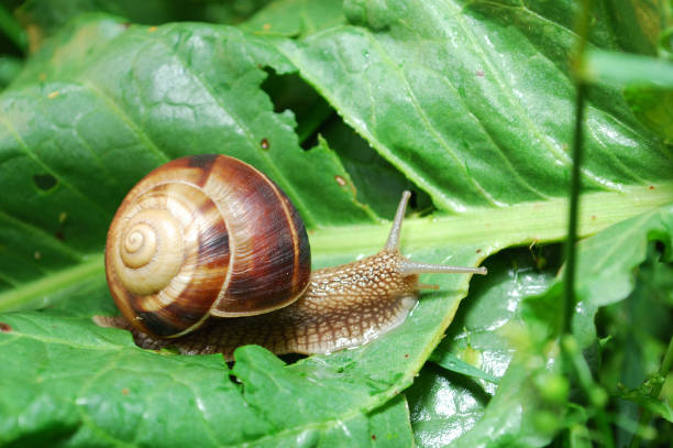 istock Snail on the leaf in the garden. 639808832