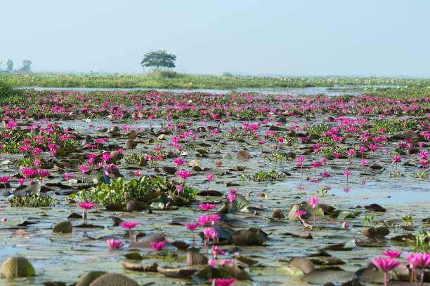 istock THAILAND ISAN UDON THANI KUMPHAWAPI LOTUS LAKE 639808906