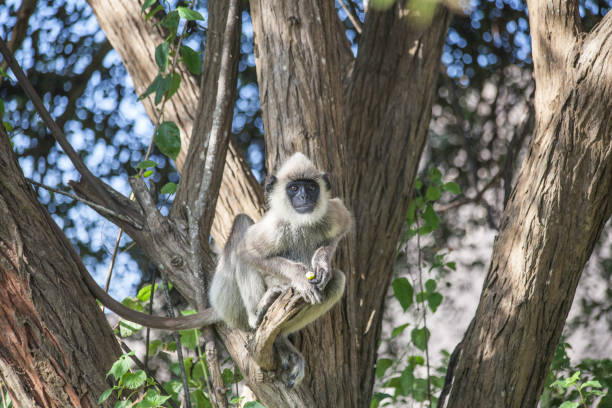 istock Birds in Yala National Park 639809280