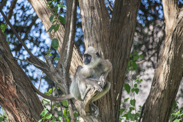istock Birds in Yala National Park 639809440