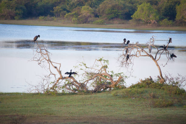 istock Birds in Yala National Park 639810742