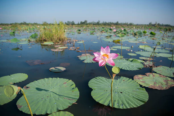 istock THAILAND ISAN UDON THANI KUMPHAWAPI LOTUS LAKE 639810758