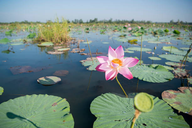 istock THAILAND ISAN UDON THANI KUMPHAWAPI LOTUS LAKE 639810782