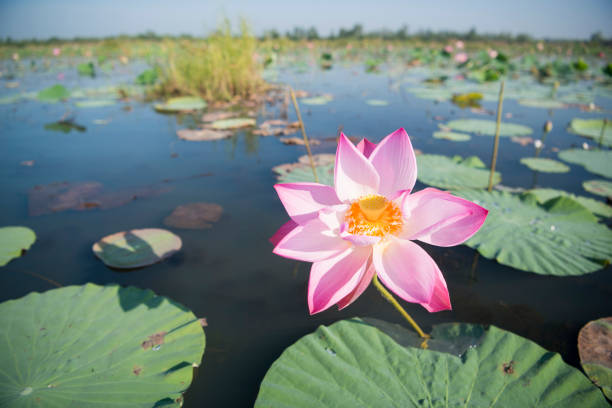 istock THAILAND ISAN UDON THANI KUMPHAWAPI LOTUS LAKE 639810874