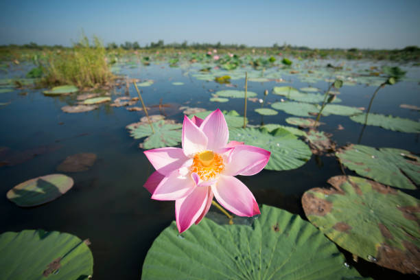 istock THAILAND ISAN UDON THANI KUMPHAWAPI LOTUS LAKE 639810952