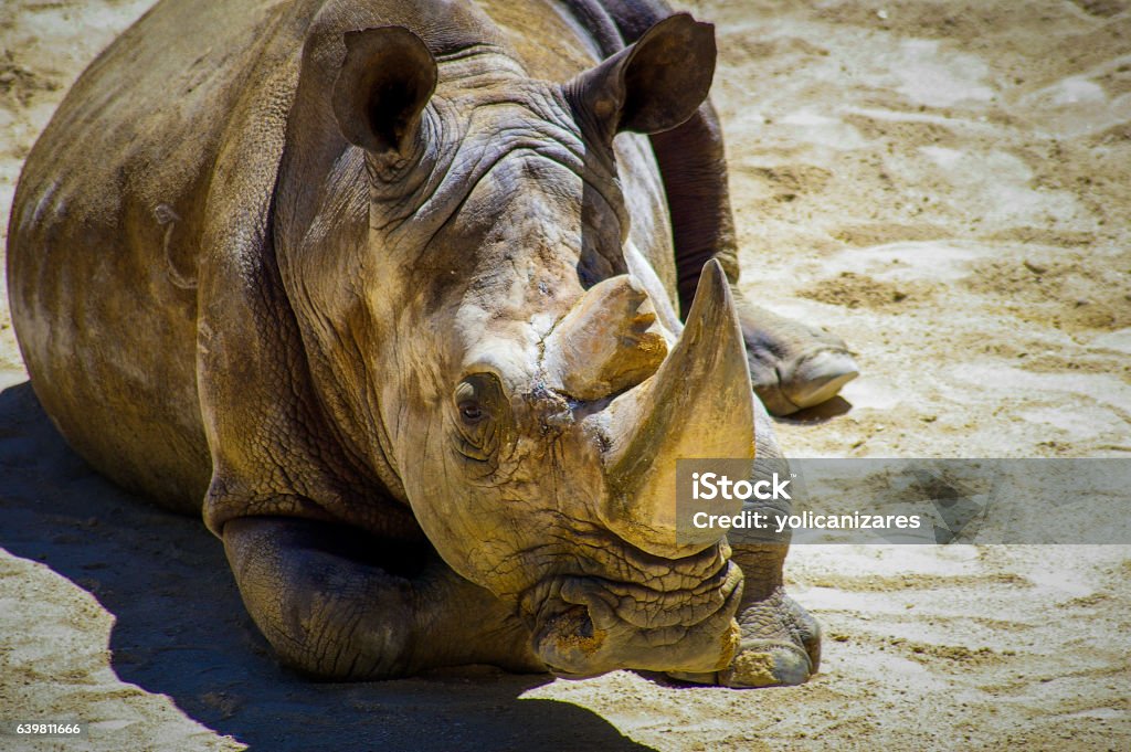 Rinoceronte di Sumatra a riposo - Foto stock royalty-free di Isola di Sumatra
