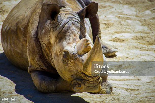 Rinoceronte Di Sumatra A Riposo - Fotografie stock e altre immagini di Isola di Sumatra - Isola di Sumatra, Rinoceronte, Animale