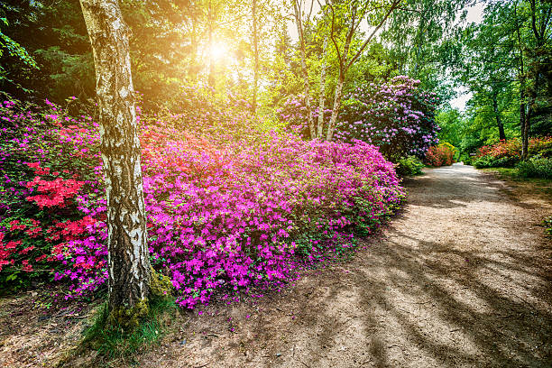 Azalea flowers close up background