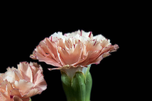istock Carnation Flower Leaf close-up Micro nature Plant Red White 639812404