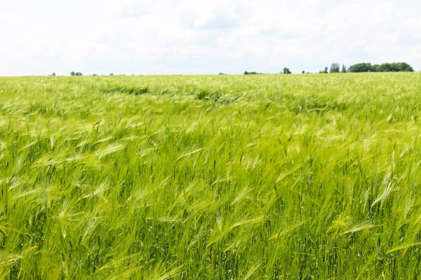 istock Field of green wheat 639812602