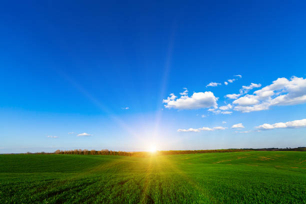 istock Green Field and Beautiful Sunset 639813852
