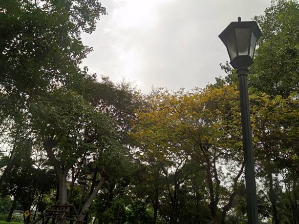 istock The light lamp post among tree in the garden 639813902