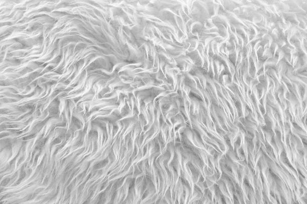 istock White fur with a long NAP 639814056