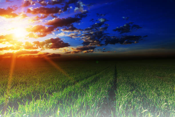 istock Green Field and Beautiful Sunset 639814298
